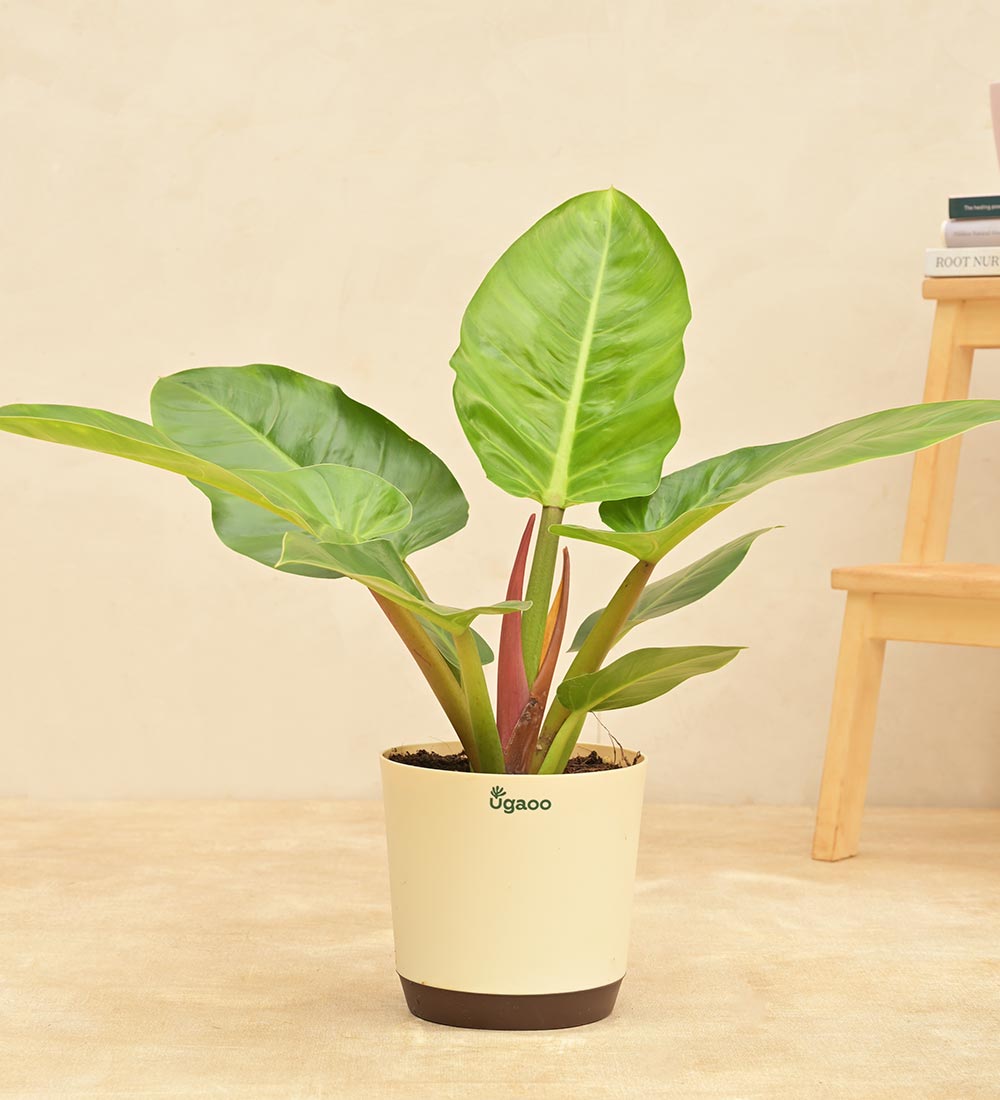 philodendron melinonii for sale Buy a large Philodendron Melinonii Green plant| Safe home delivery