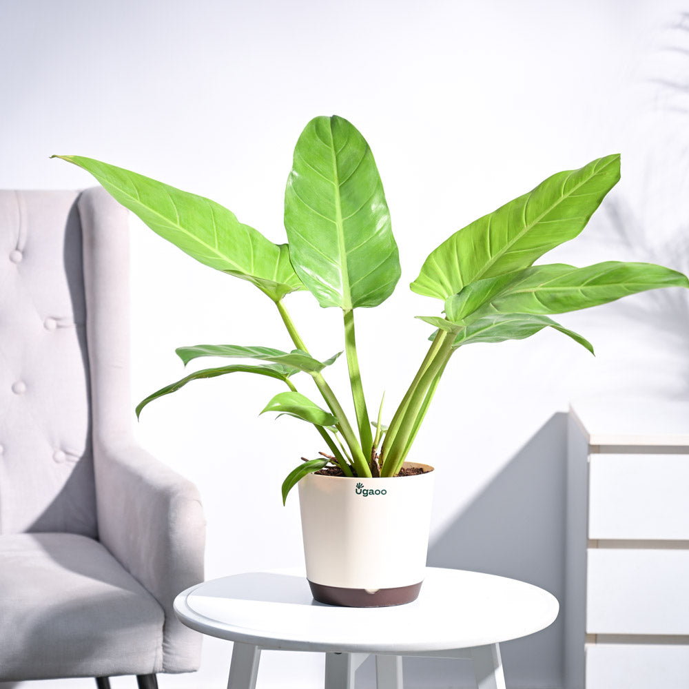 philodendron melinonii gold Philodendron Melinonii Golden