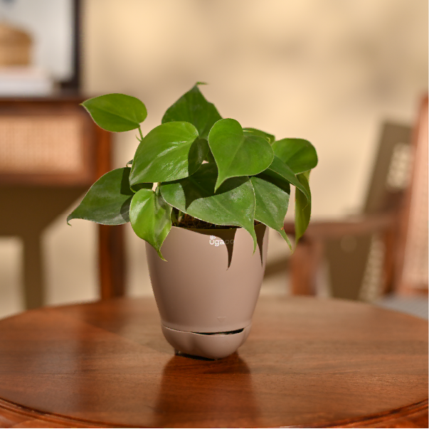 Philodendron Oxycardium Green Plant