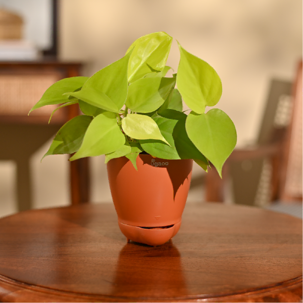 Philodendron Oxycardium Golden Plant