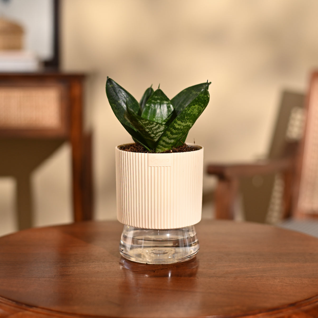 Snake Plant - Green