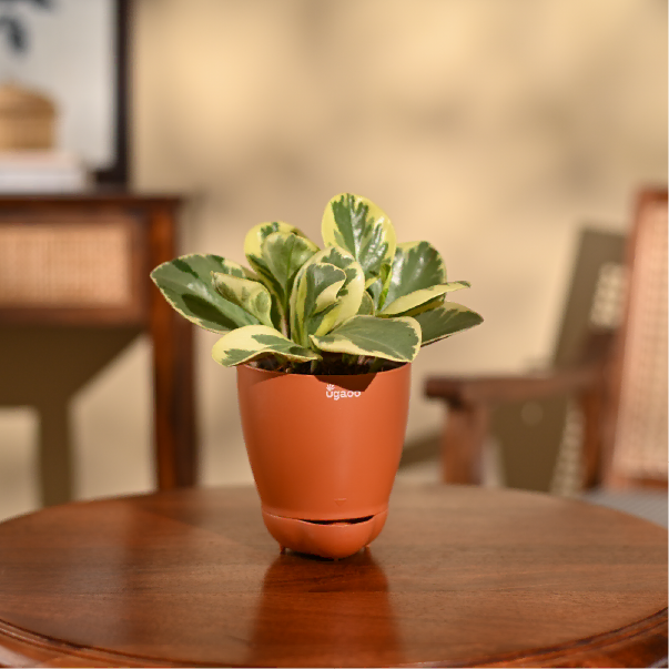 Peperomia Variegated Plant