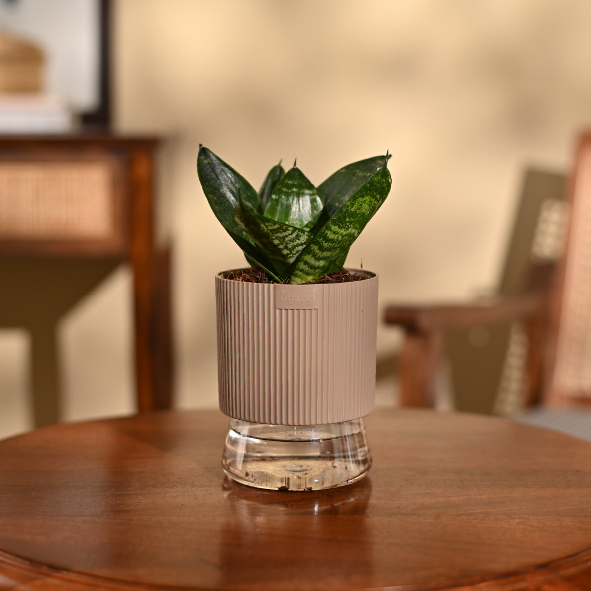 Snake Plant - Green