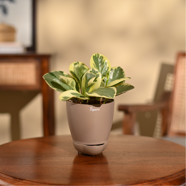 Peperomia Variegated Plant