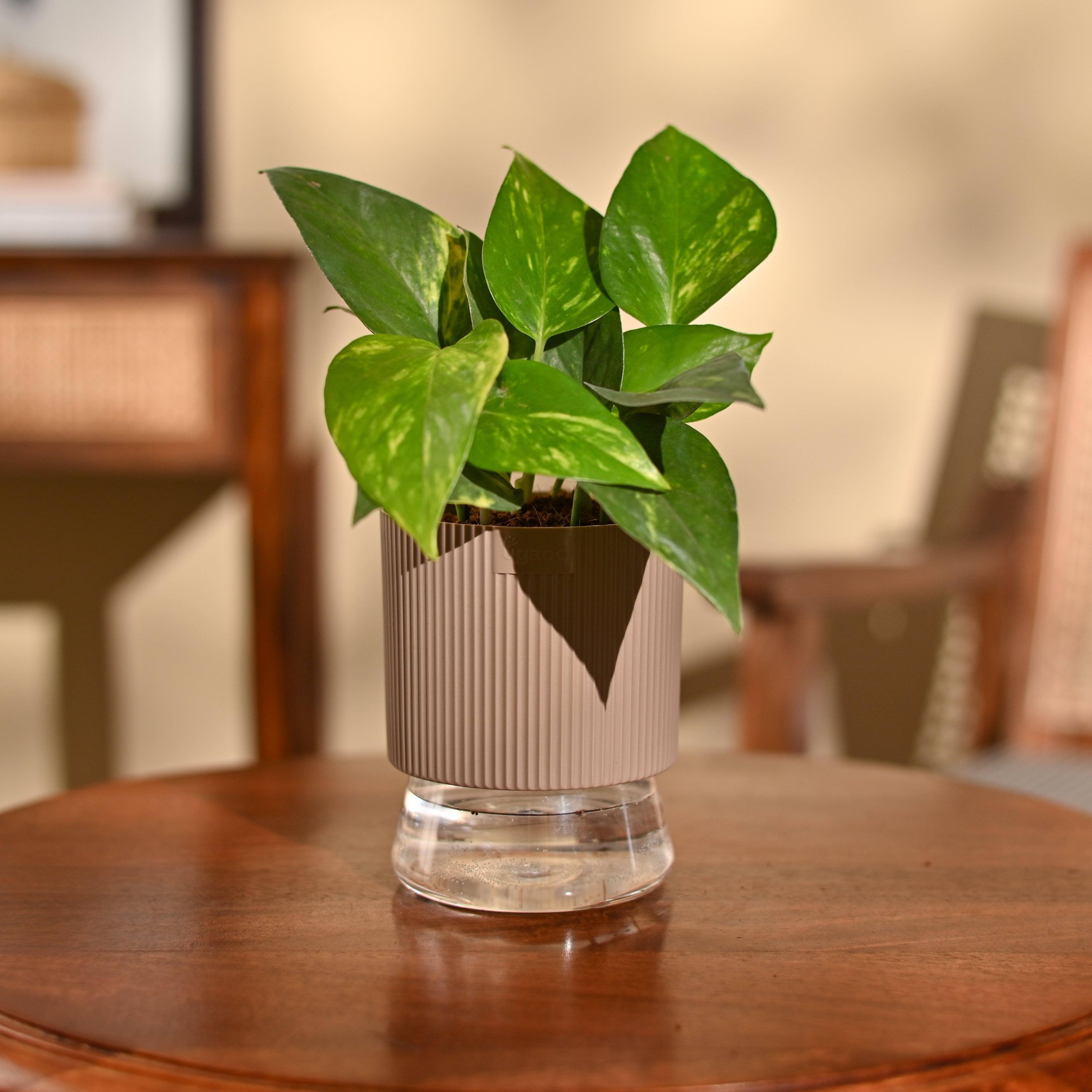 Money Plant Variegated