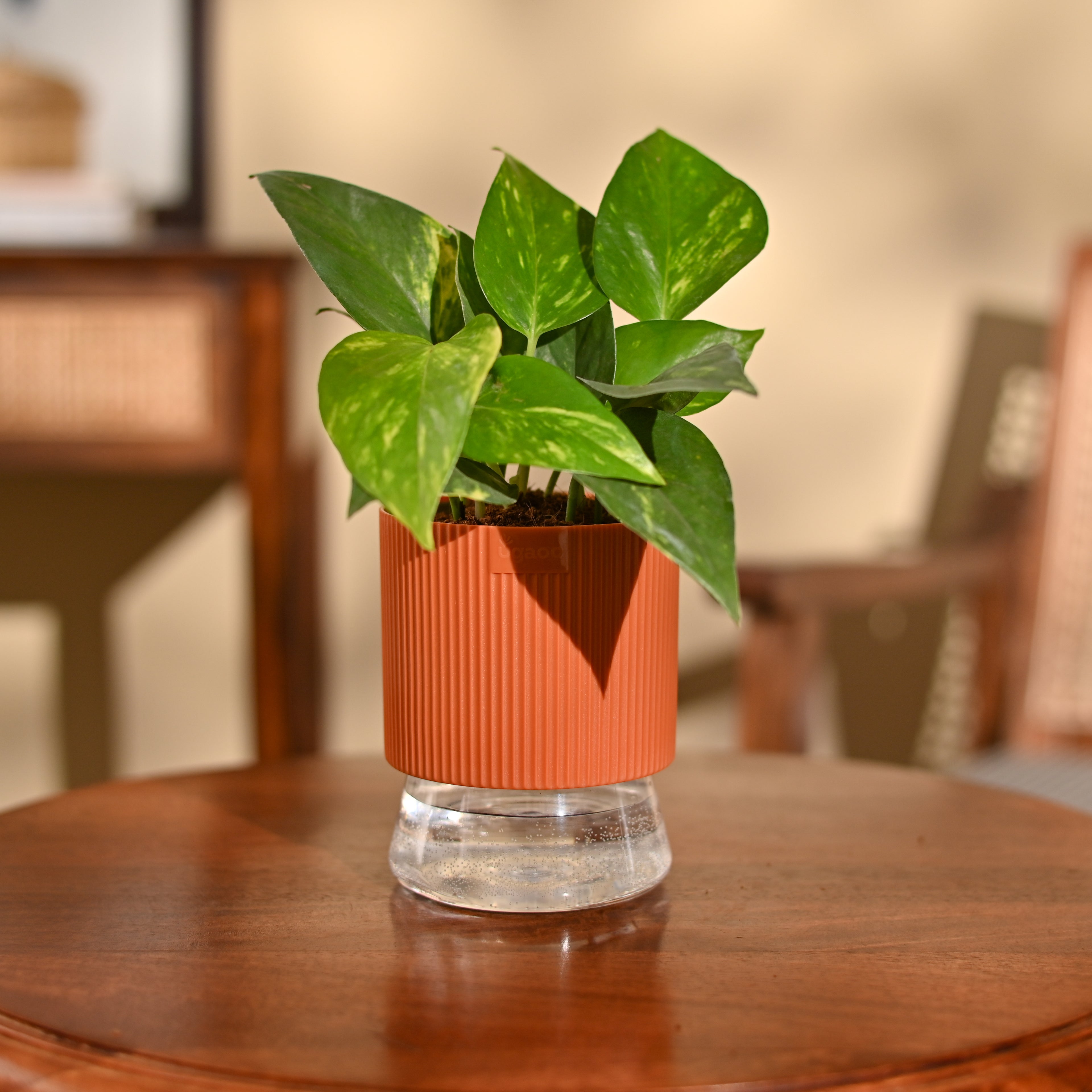 Money Plant Variegated