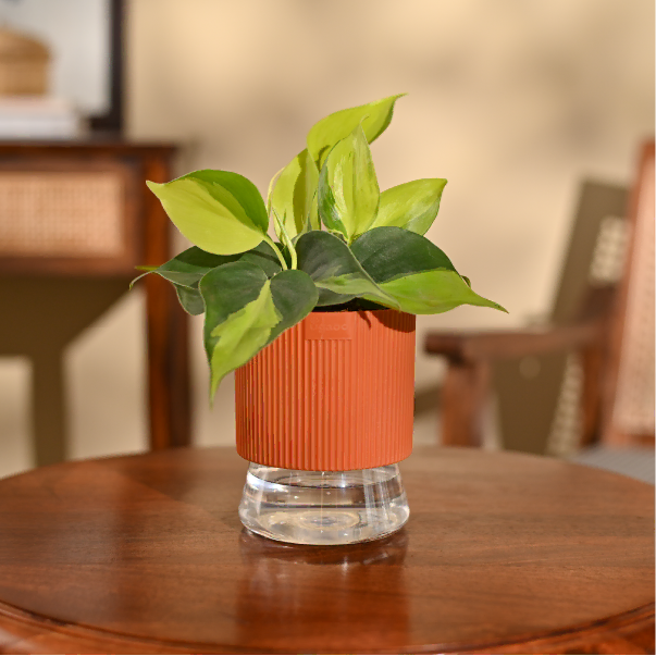 Philodendron Brasil Plant