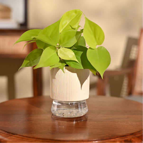 Philodendron Oxycardium Golden Plant