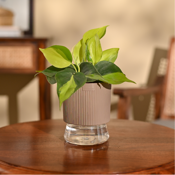 Philodendron Brasil Plant
