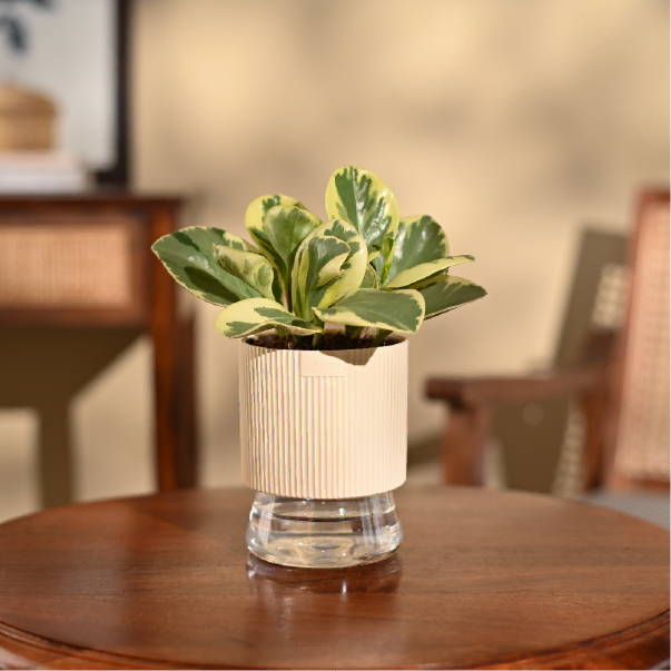 Peperomia Variegated Plant