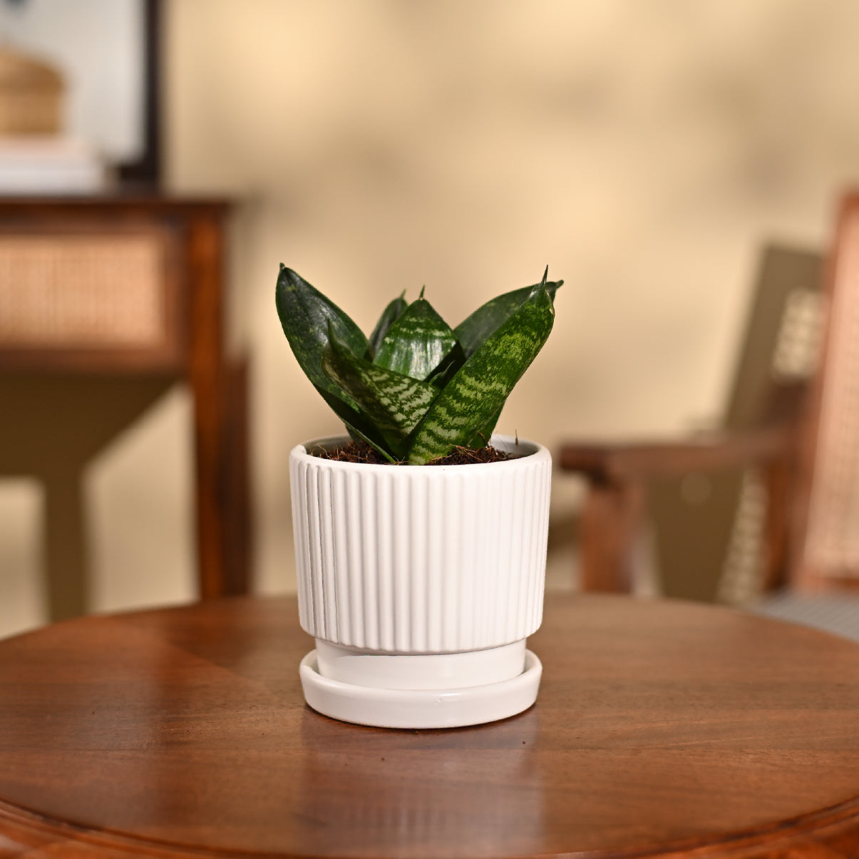 Snake Plant - Green