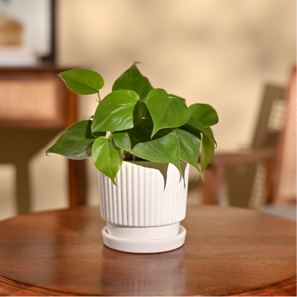 Philodendron Oxycardium Green Plant