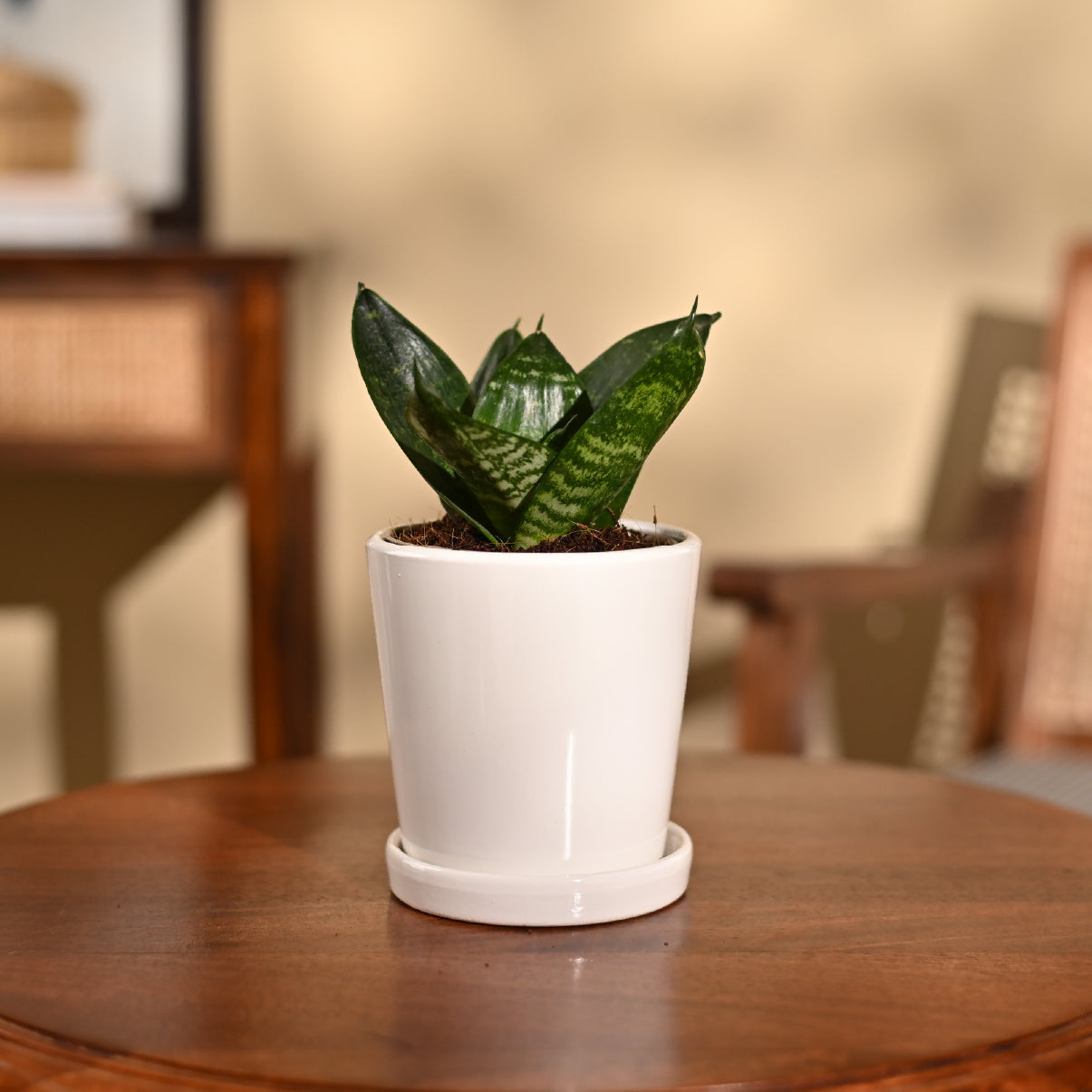 Snake Plant - Green