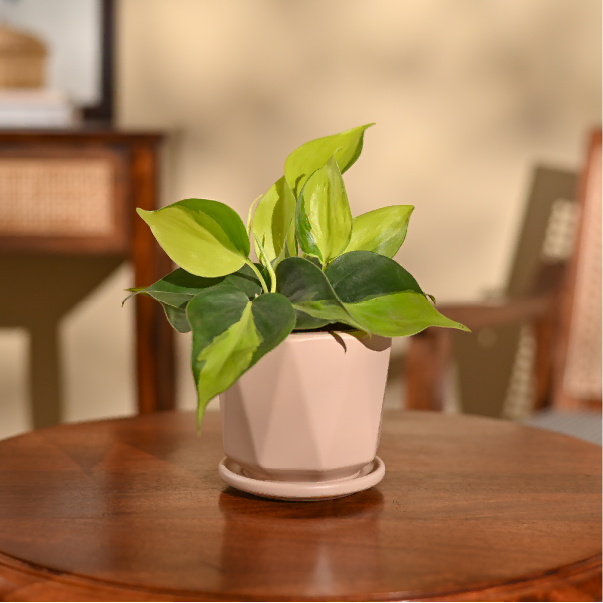 Philodendron Brasil Plant