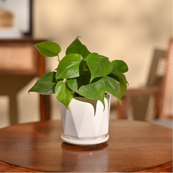 Philodendron Oxycardium Green Plant
