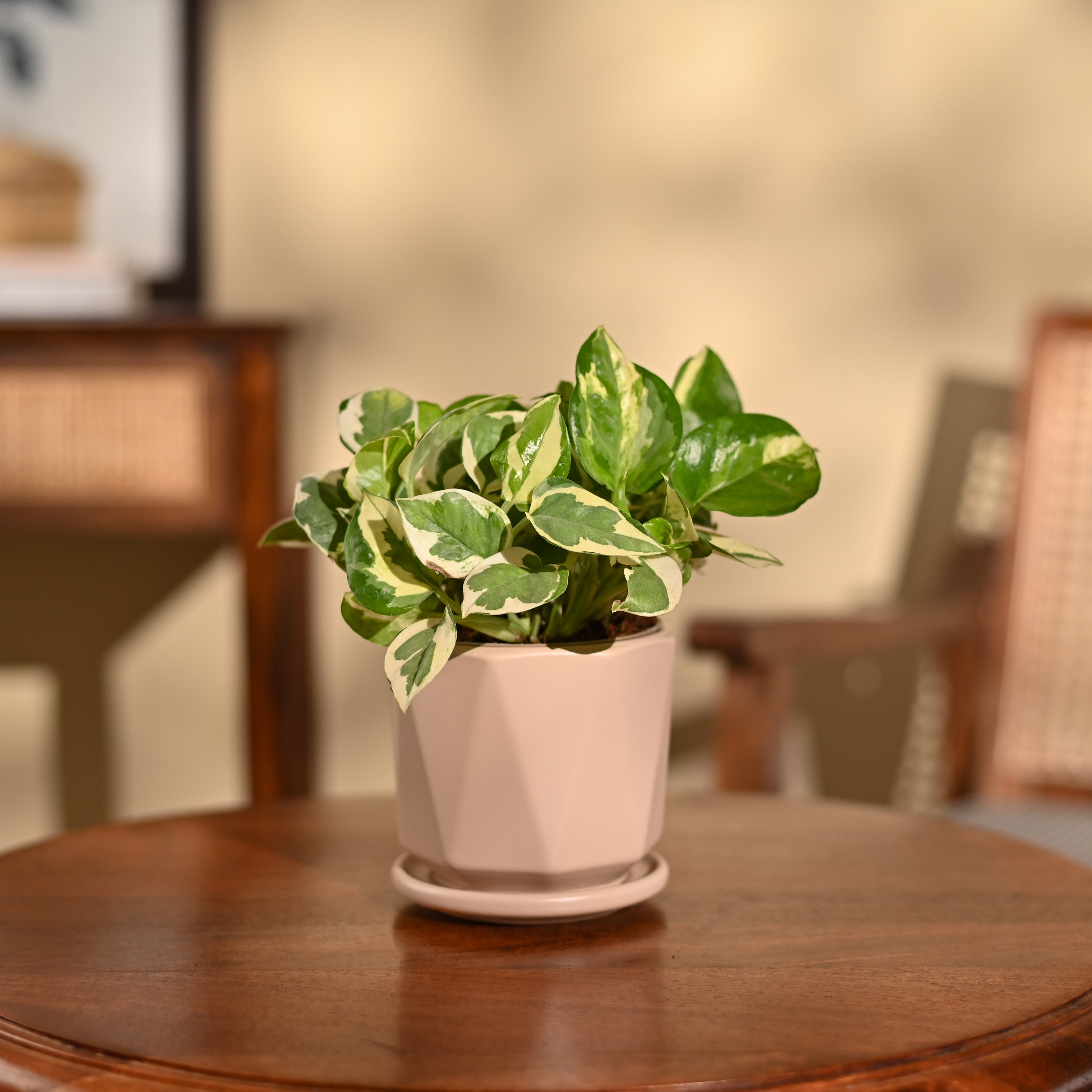 Money Plant N&