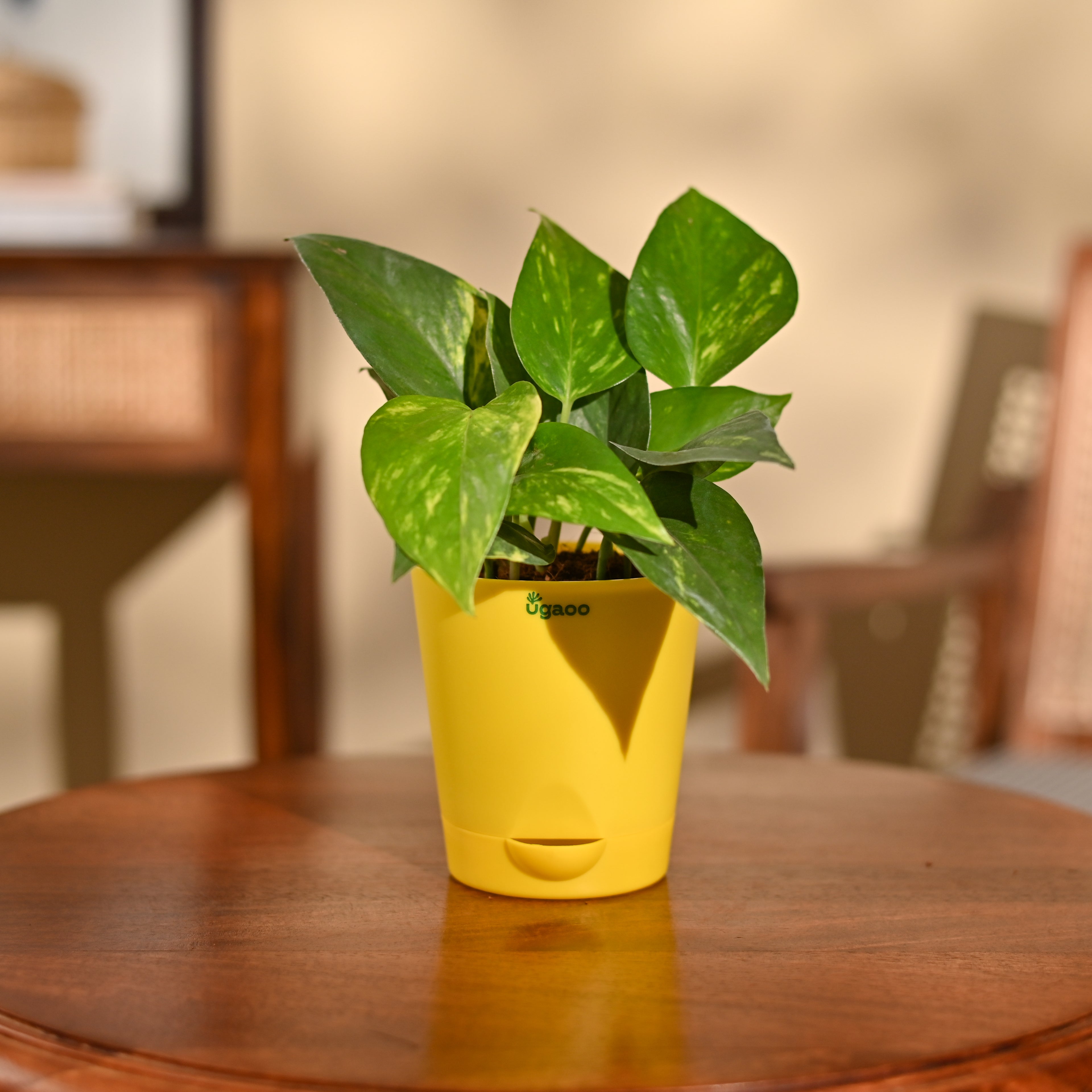 Money Plant Variegated