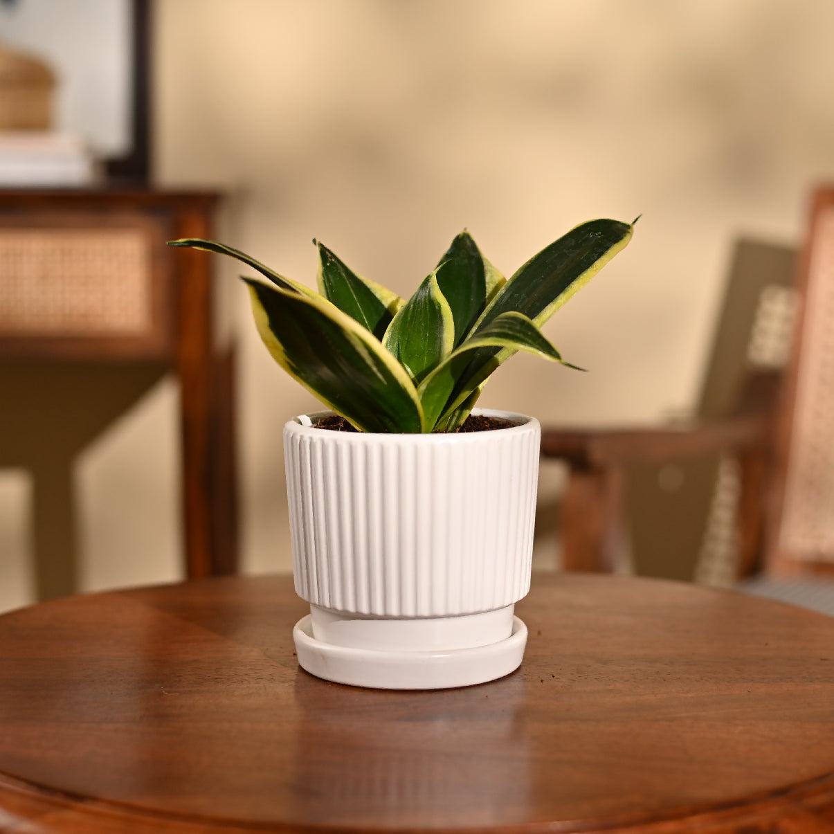Snake Plant - Golden