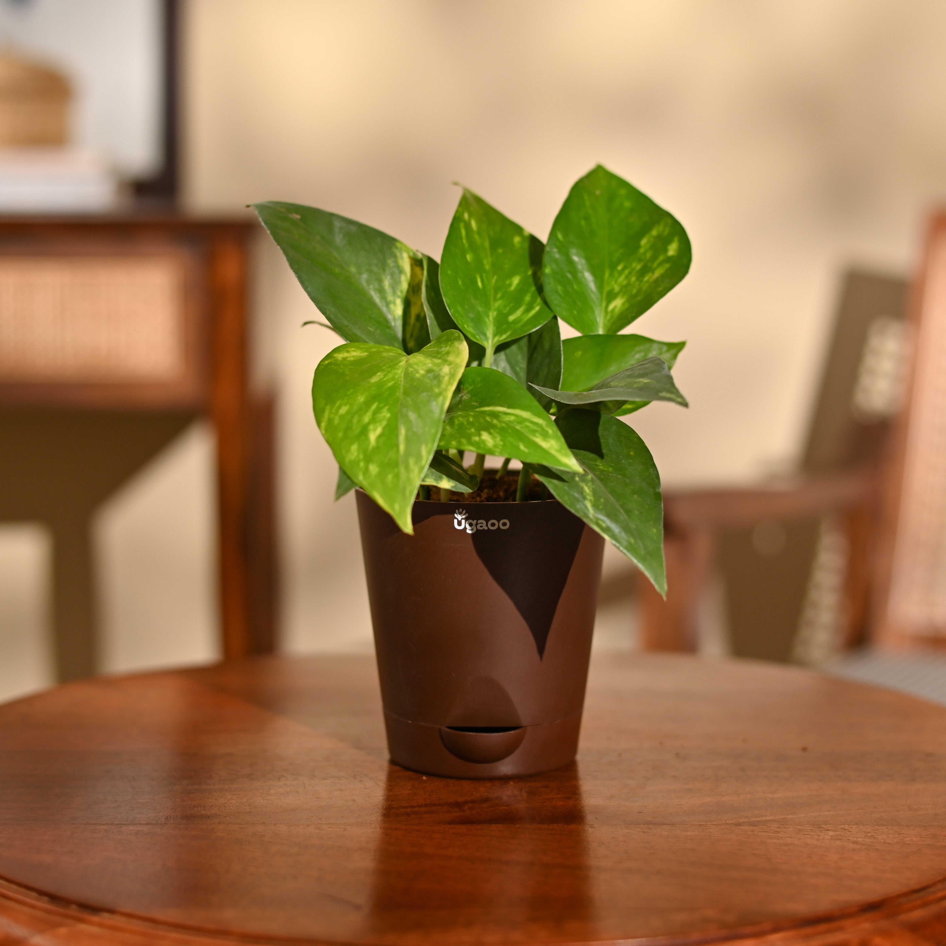 Money Plant Variegated