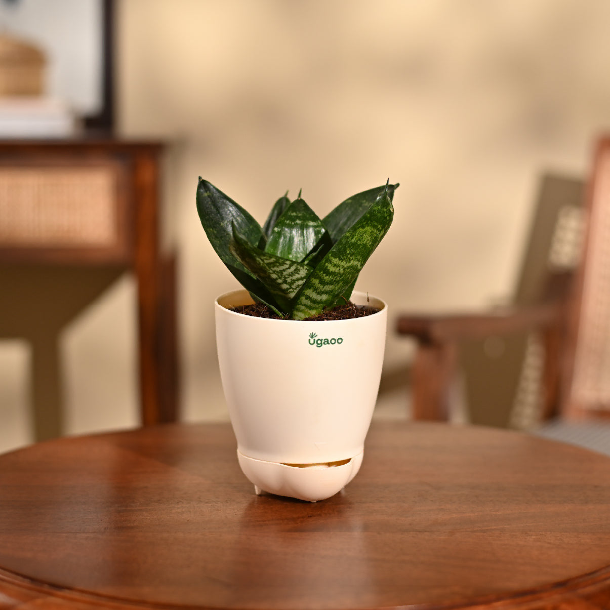 Snake Plant - Green