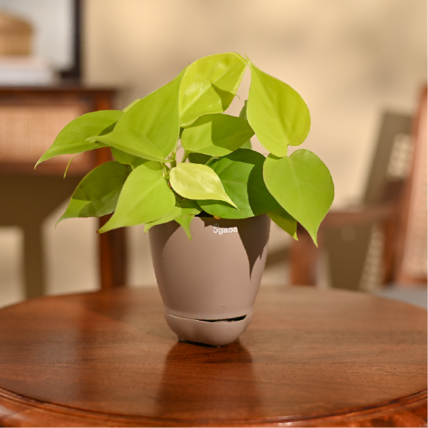 Philodendron Oxycardium Golden Plant