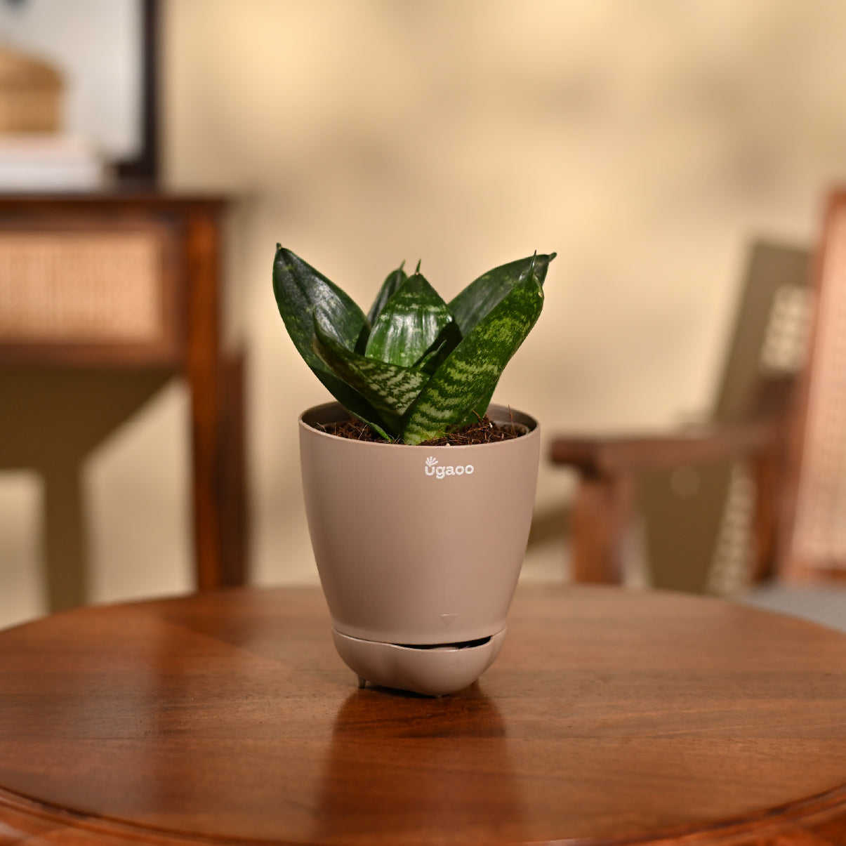 Snake Plant - Green