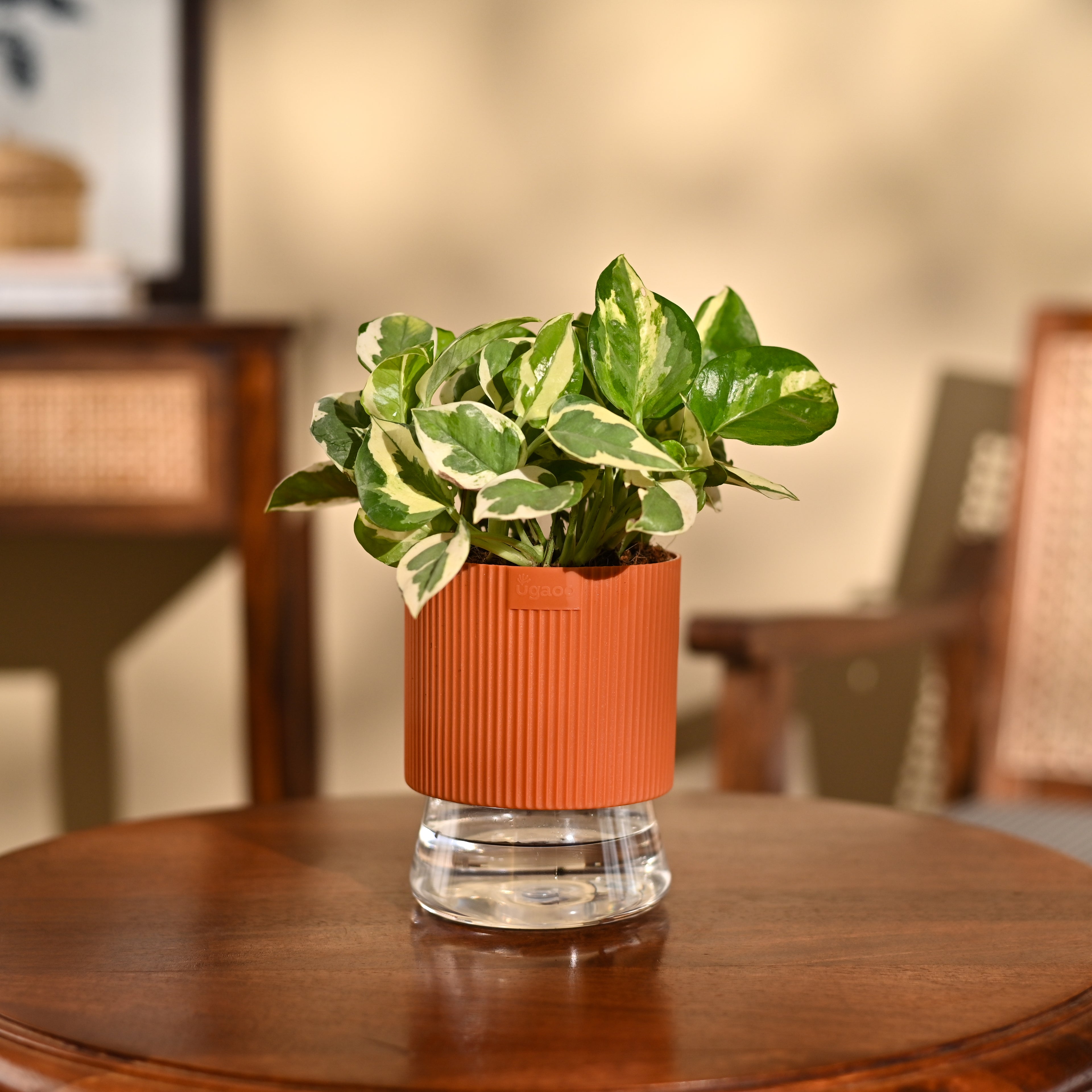 Money Plant N&