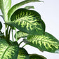 Dieffenbachia Tropic Snow Plant - XL