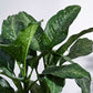 Dieffenbachia Plant XL