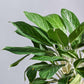 Aglaonema Stripes Plant - XL