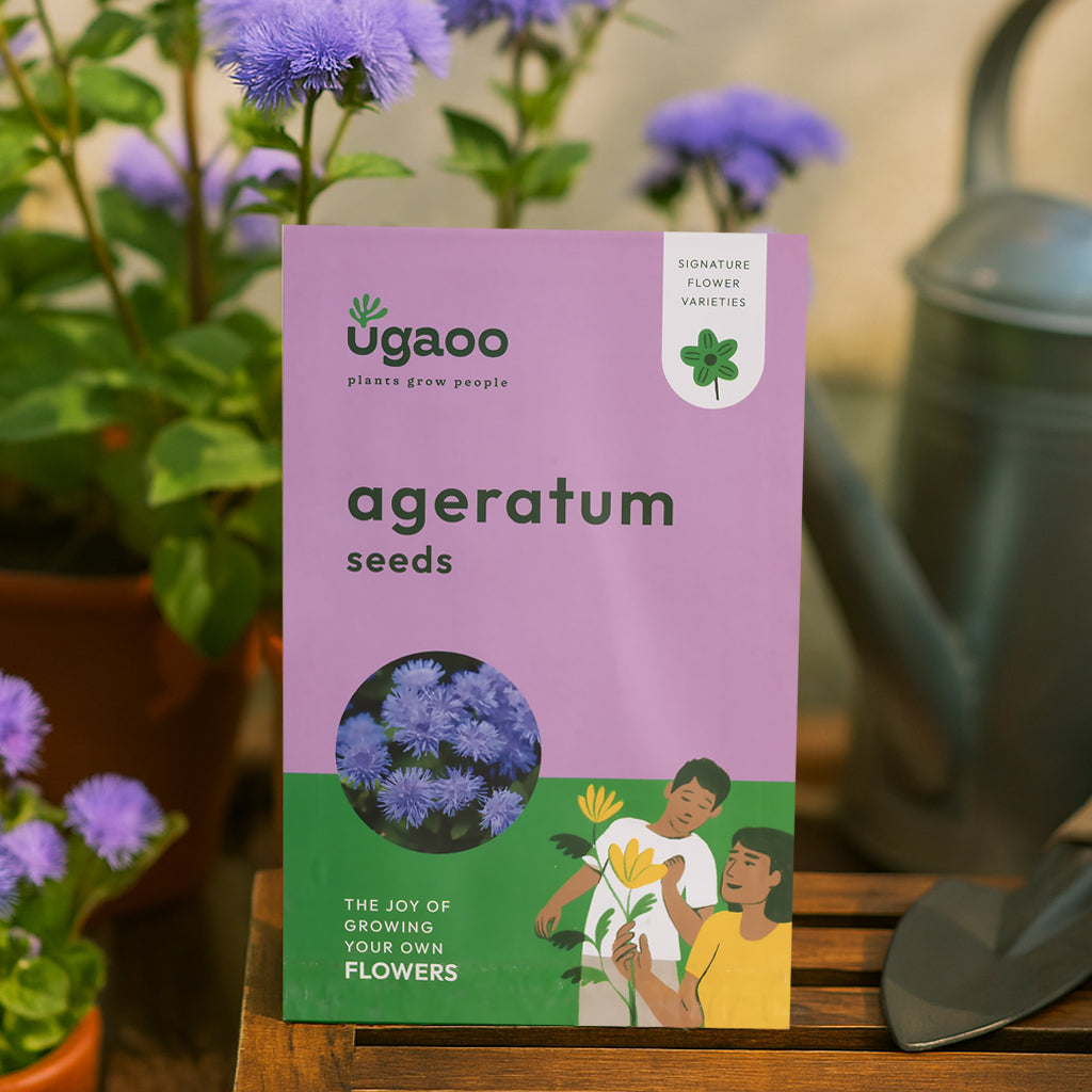 Ageratum Seeds