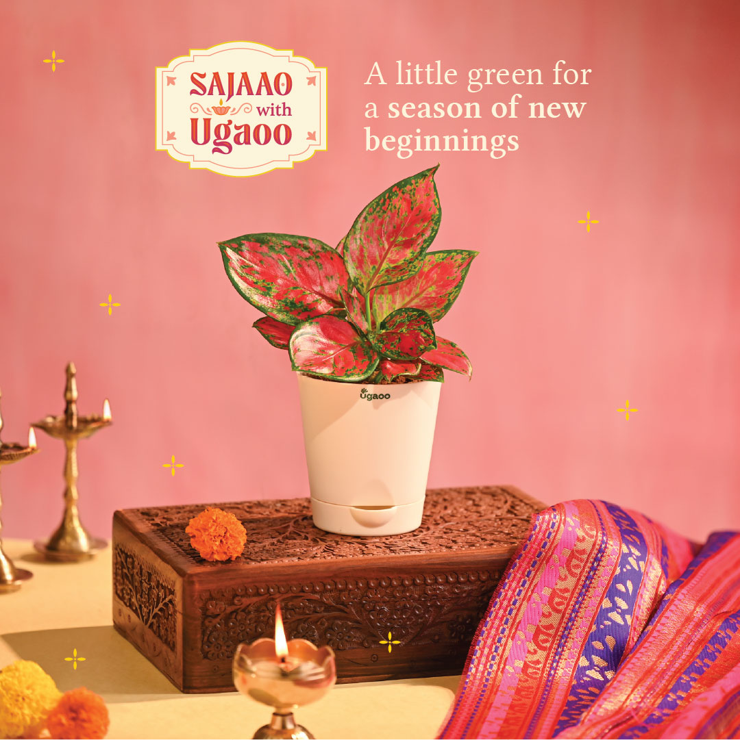 Pink Beauty Small - Diwali Edition
