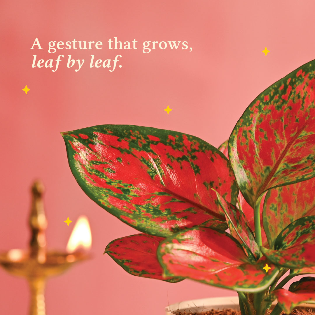 Pink Beauty Small - Diwali Edition