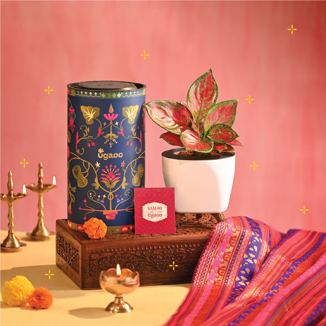 Pink Beauty Small - Diwali Edition