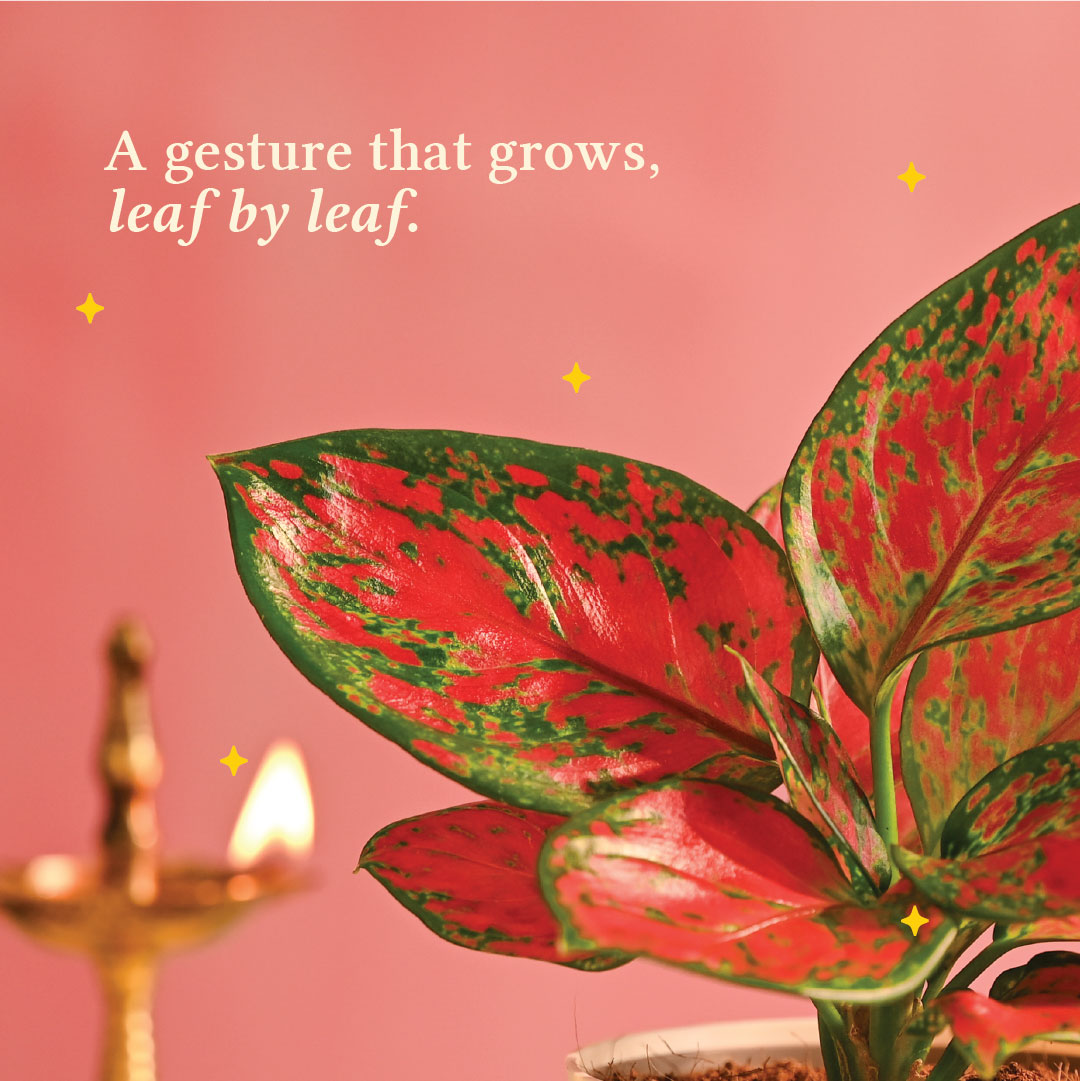 Pink Beauty Small - Diwali Edition