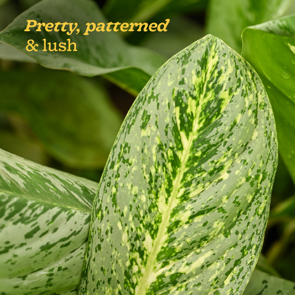 Aglaonema Butterfly Plant - Large