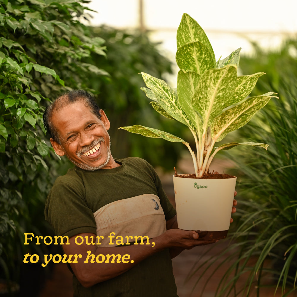 Aglaonema Butterfly Plant - Large