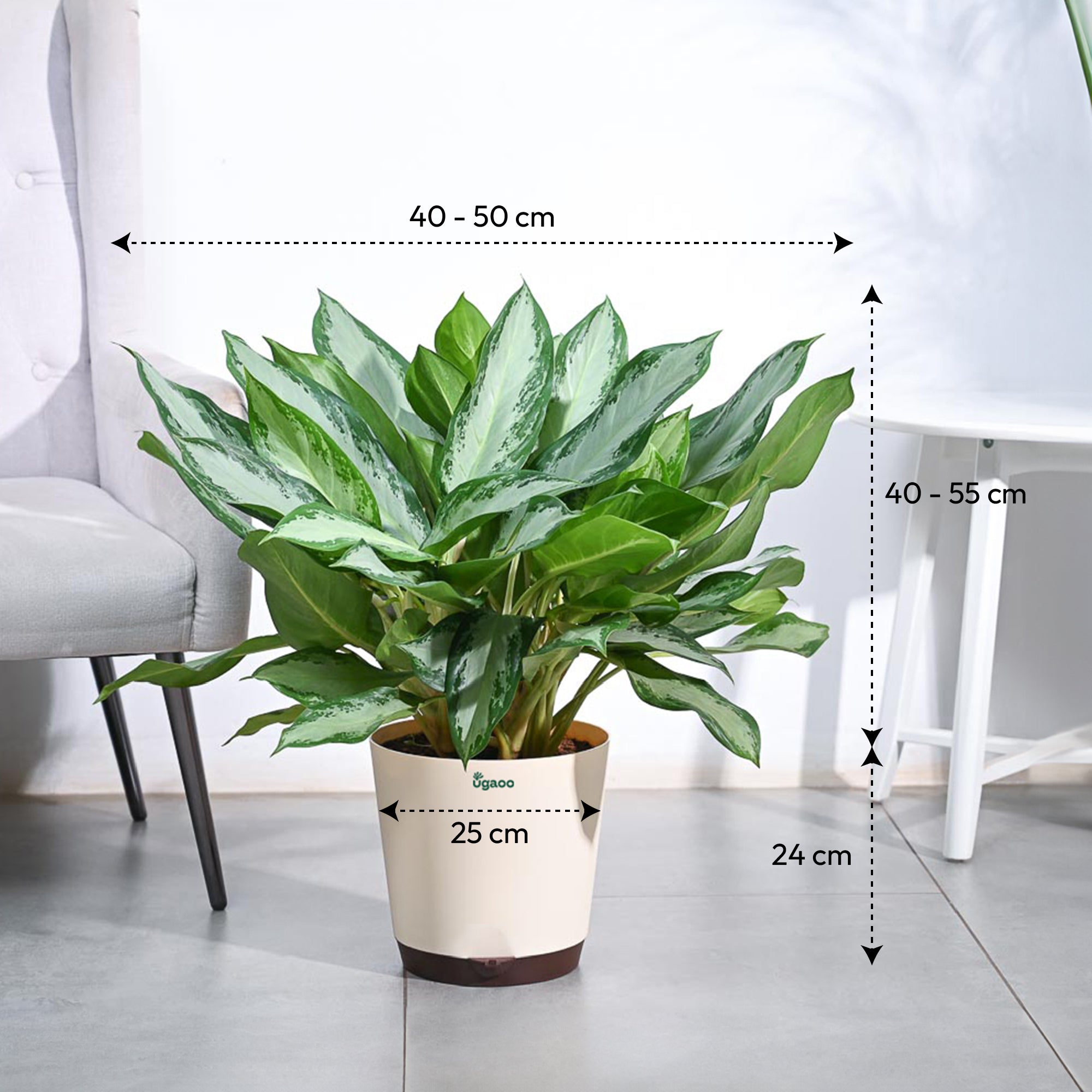 Aglaonema Manila Beauty - XL
