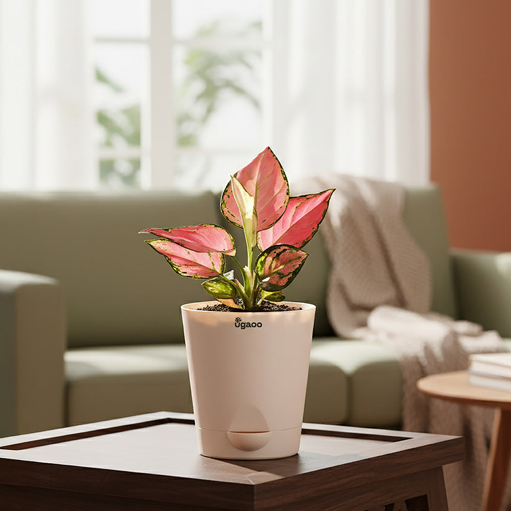 Aglaonema Pink Beauty Plant with Self-Watering Pot