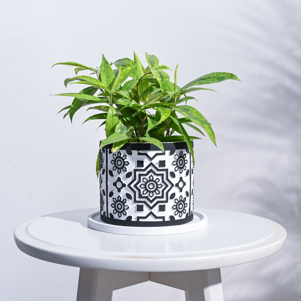 mandala plant pot Mandala Cement Pot – Ugaoo