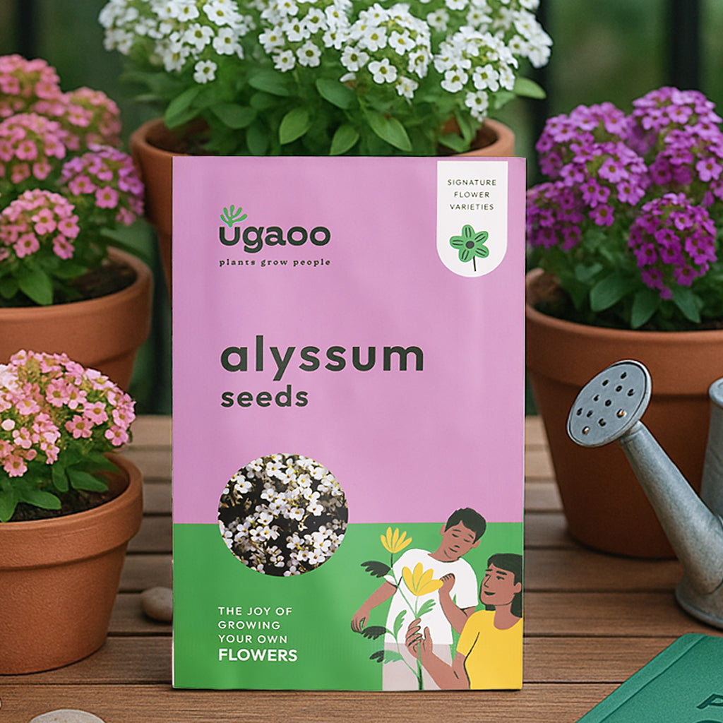 Alyssum Seeds