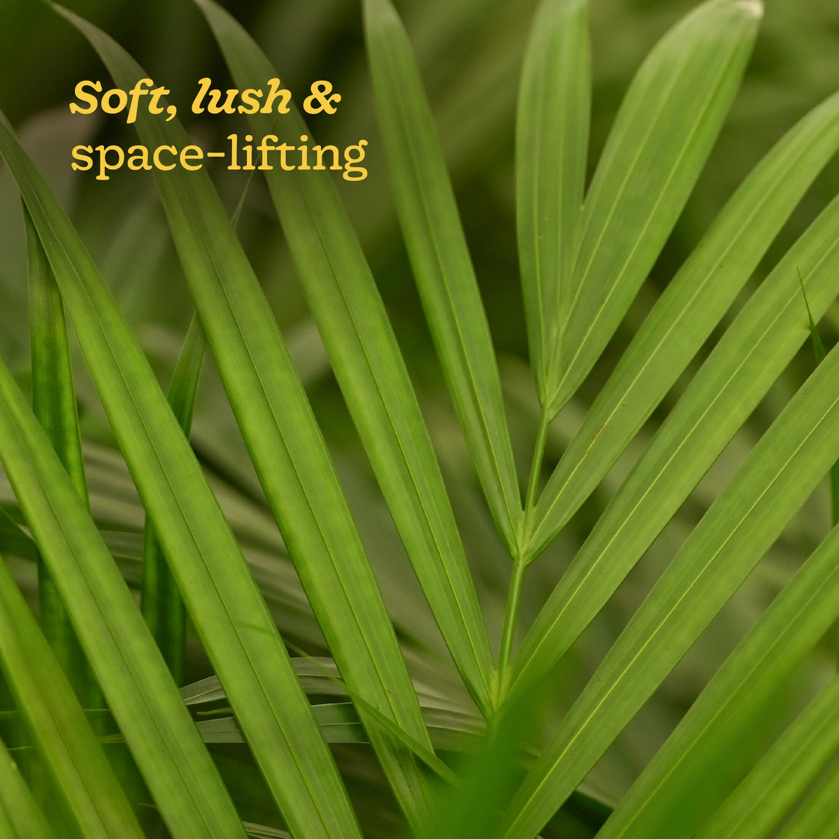 Areca Palm Plant XL