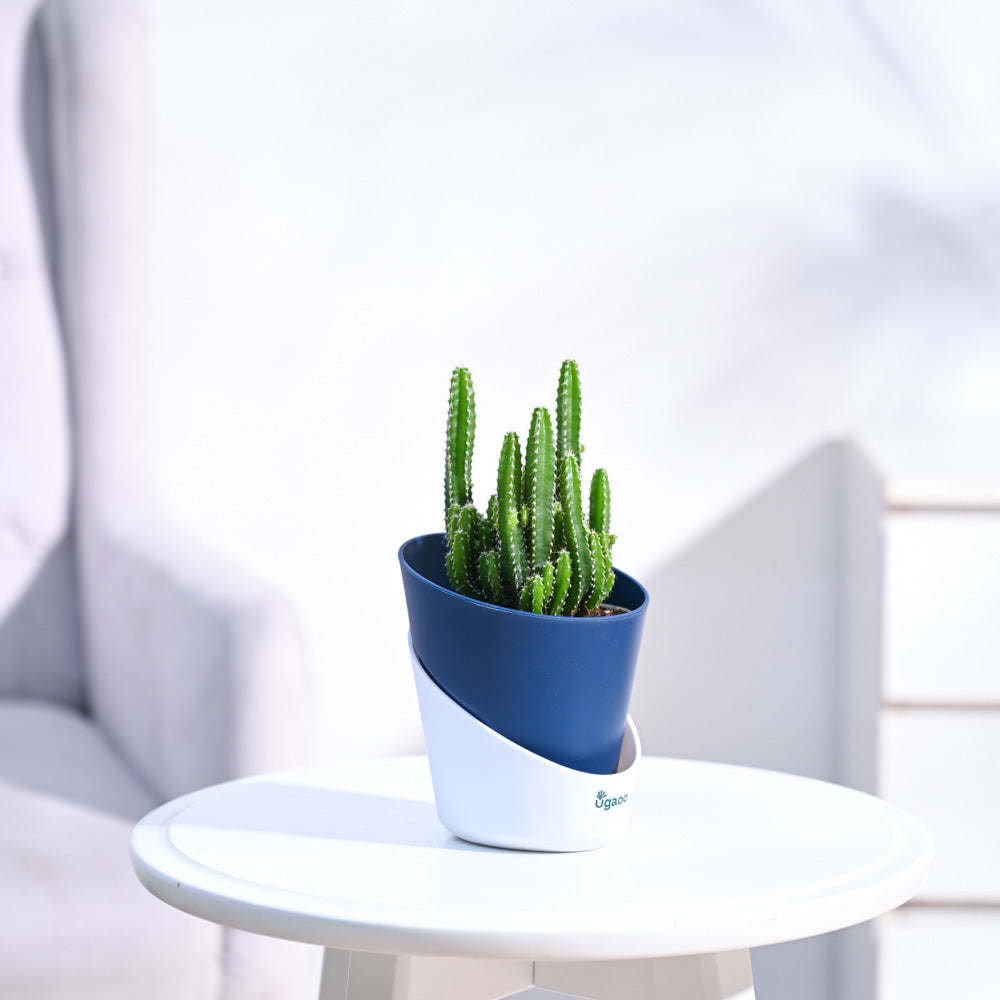 Cactus_Plant__Elongated_NUPL0186AMB_Midnight_Blue