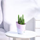Cactus_Plant__Elongated_NUPL0186APK_Pink