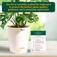 Plant Beginners Kit with Broken Heart Plant