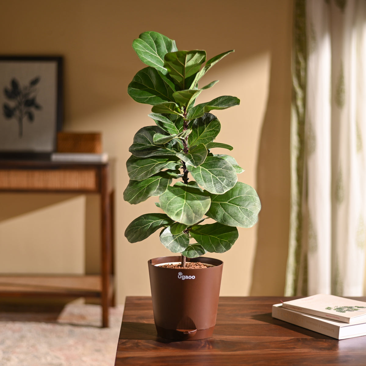 Fiddle Leaf Fig Plant - Bambino