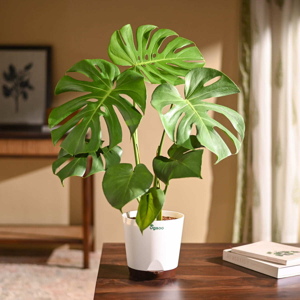 Monstera Deliciosa Plant