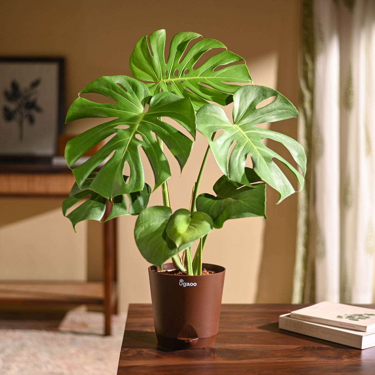 Monstera Deliciosa Plant