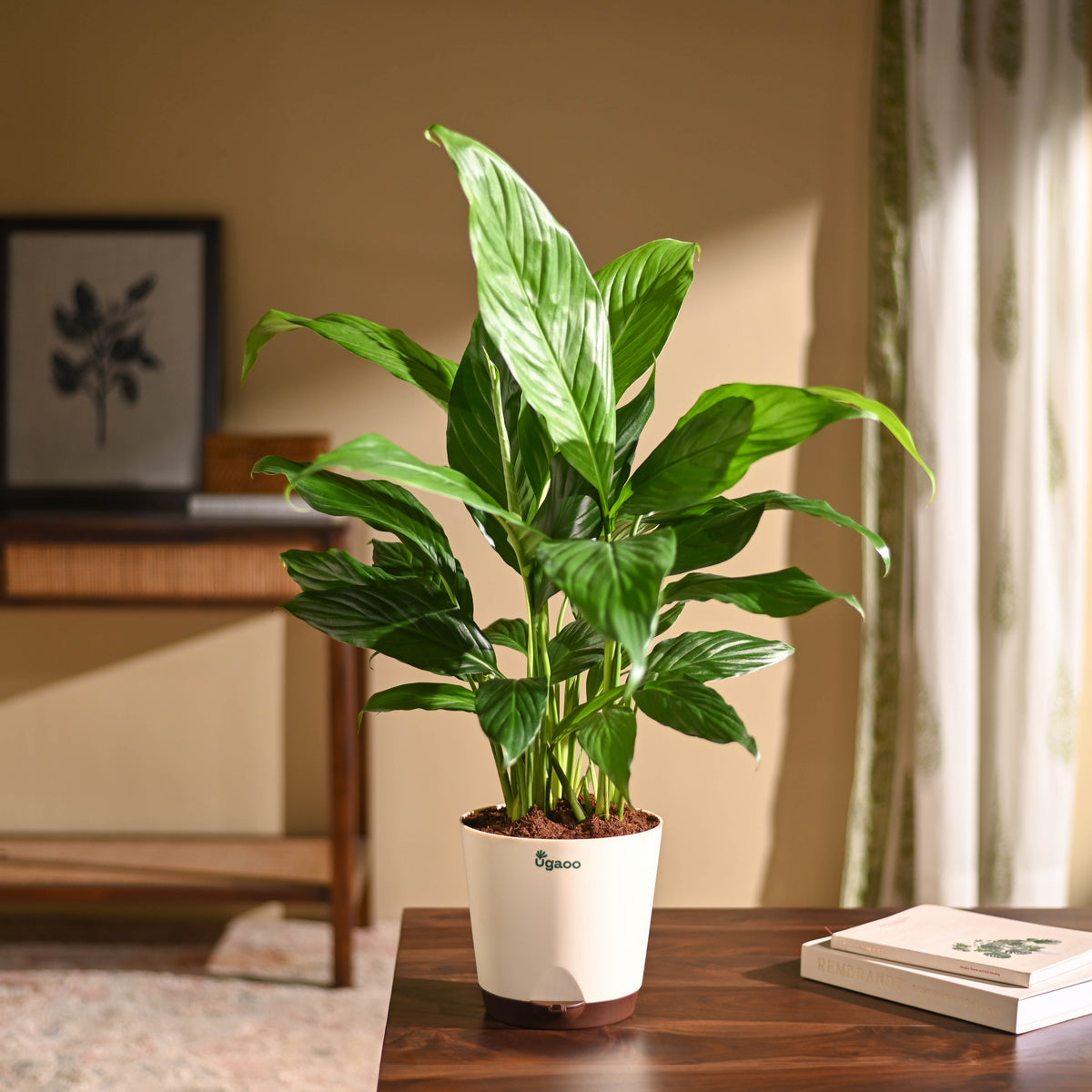 Peace Lily Large (Spathiphyllum Sensation)