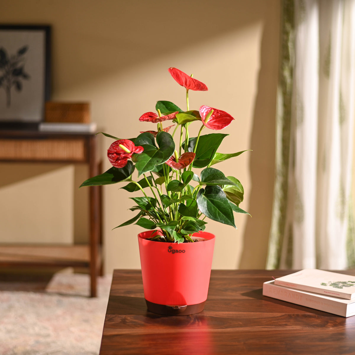 Anthurium Red Plant